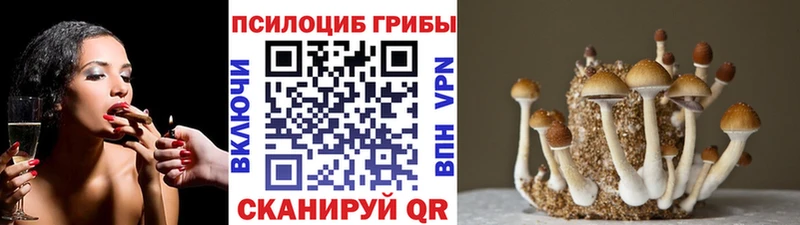 Галлюциногенные грибы Cubensis  купить наркоту  Чегем 